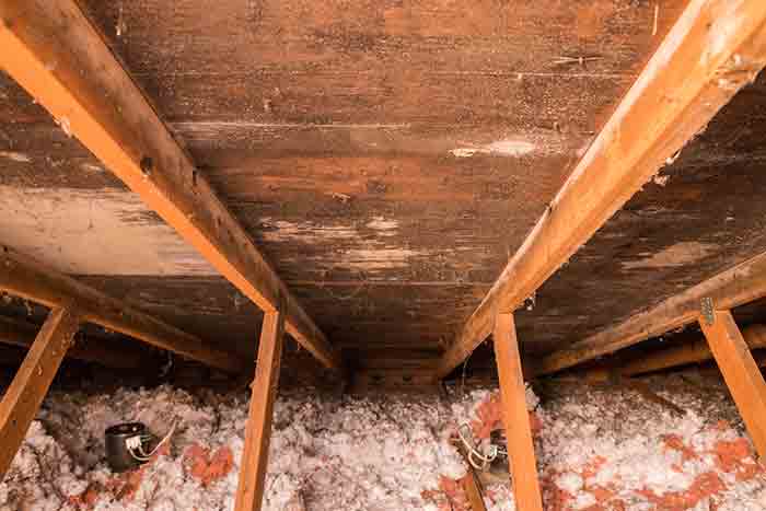 Mold In The Attic